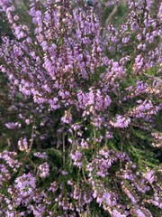 Fototapeta premium pink heather on the moor