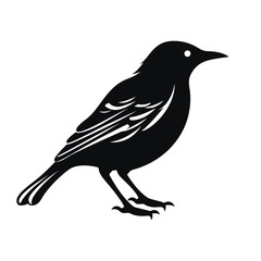 Fototapeta premium black silhouette of a starling isolated on white background 