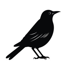 Obraz premium black silhouette of a starling isolated on white background 