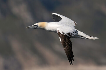 Northern Gannet (Morus bassanus) in flight with the East Yorkshire shoreline as a background