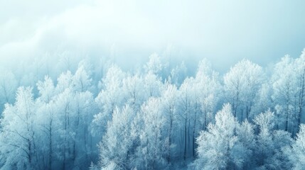 Winter forest with snowy trees.