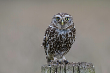 Little Owl (Athene Noctua) perched on an old wooden stump in farmland