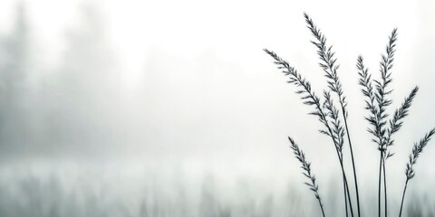 grass flower with foggy background