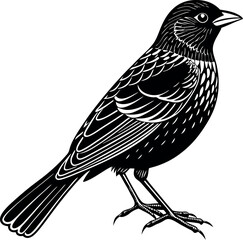 red winged black bird vector with white background