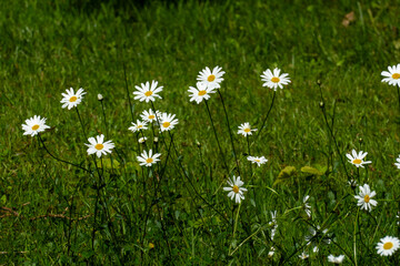 Magerite Blüte , in gelb und weiß, auf einer Wiese, im Frühjahr