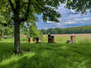 Bienentöcke auf einer Wiese nähe Baden-Baden im Schwarzwald
