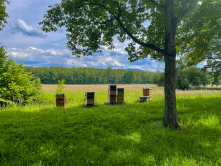 Bienentöcke auf einer Wiese nähe Baden-Baden im Schwarzwald