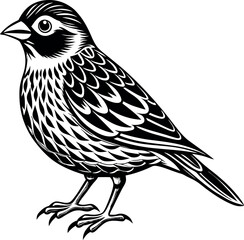 quelea bird vector with white background