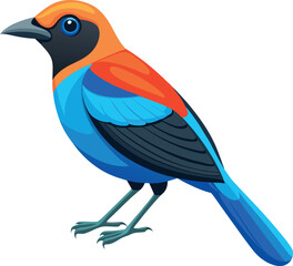 paradise tanager bird with white background