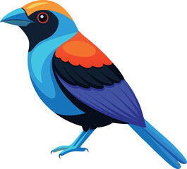 paradise tanager bird with white background