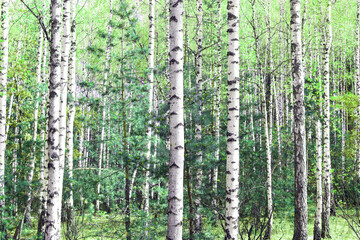 Beautiful birch trees with white birch bark