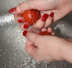 Woman washing tomatoes in the kitchen sink, hands close-up. Close-up of a woman washing tomatoes in...