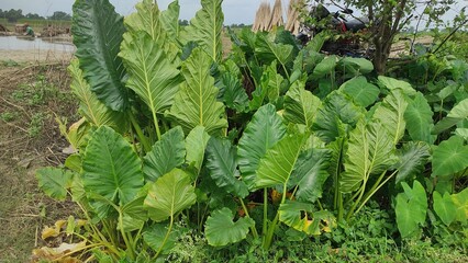 The wide green organic leaves in the wild garden