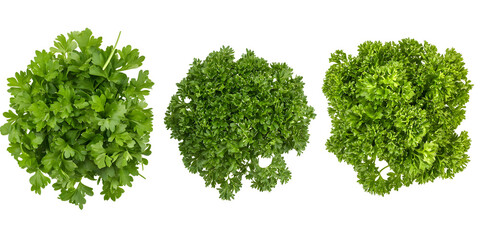 Fresh green parsley sprigs isolated transparent background