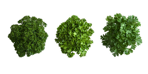 Fresh green parsley sprigs isolated transparent background
