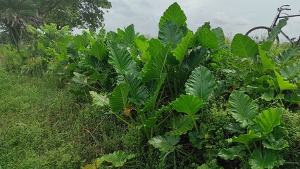 The wide green organic leaves in the wild garden