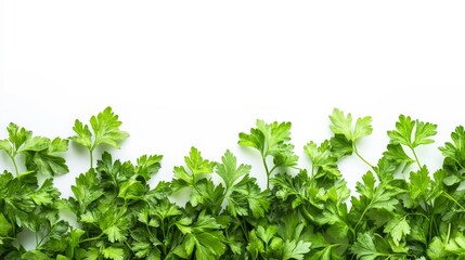 Obraz premium Fresh parsley herb leaves on white.