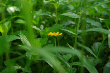 Sphagneticola trilobata or yellow flowers among green grass.