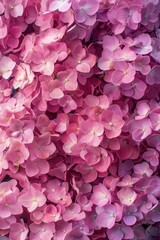 Obraz premium Pink hydrangea flowers in a large bunch, boasting lush green leaves and vibrant blossoms.