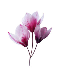 Fototapeta premium Close-up of pink cyclamen flowers on transparent background