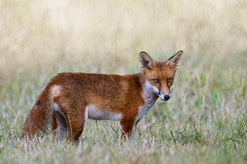 Red Fox (Vulpes vulpes) in a summer meadow before dusk