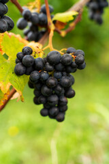 Violet grapes on a bush in a row, close shot, Poland