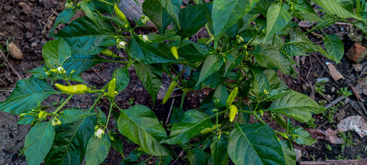 green chilli on the ground
