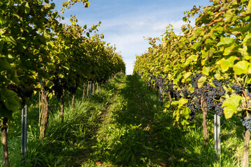 Violet grapes on a bush in a row, Poland