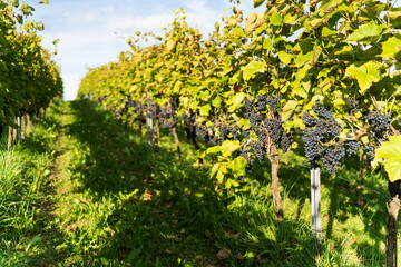 Violet grapes on a bush in a row, Poland