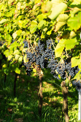 Violet grapes on a bush in a row, Poland