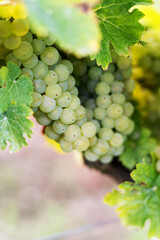 White grapes on a bush in a row, close shot, Poland