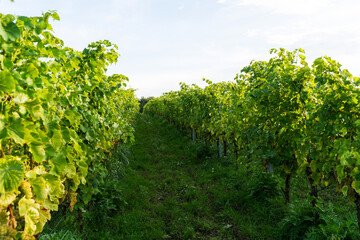 Naklejka premium Grape bushes in the vineyard