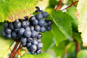 Violet grapes on a bush in a row, close shot, Poland