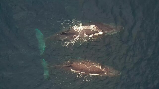 Adult humpback whale spouting in tropical Indian Ocean waters