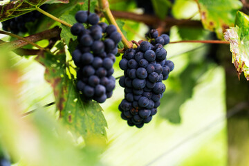 Violet grapes on a bush in a row, close shot, Poland