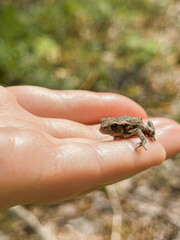 Naklejka premium Vertical close-up photography of tiny frog amphibian discovery in nordic woods Scandinavia one person holding carrying in finger hand learning curiosity toad education lifestyles touching fragility