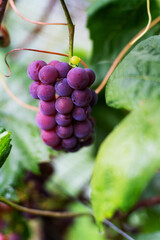 Violet grapes on a bush in a row, close shot, Poland