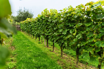 Grape bushes in the vineyard
