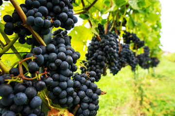 Violet grapes on a bush in a row, close shot, Poland