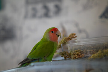 Cute lovebird parrot.pet african parrot.caring for animals.cute video.Funny parrots.Home pet parrot.The best birds.Beautiful photo of a bird.Ornithology.caring for the animal.bird pet.funny photo.
