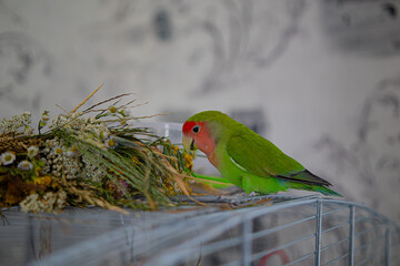 Cute lovebird parrot.pet african parrot.caring for animals.cute video.Funny parrots.Home pet parrot.The best birds.Beautiful photo of a bird.Ornithology.caring for the animal.bird pet.funny photo.
