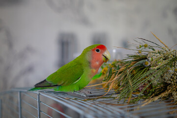 Cute lovebird parrot.pet african parrot.caring for animals.cute video.Funny parrots.Home pet parrot.The best birds.Beautiful photo of a bird.Ornithology.caring for the animal.bird pet.funny photo.
