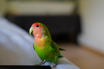 Cute lovebird parrot.pet african parrot.caring for animals.cute video.Funny parrots.Home pet parrot.The best birds.Beautiful photo of a bird.Ornithology.caring for the animal.bird pet.funny photo.
