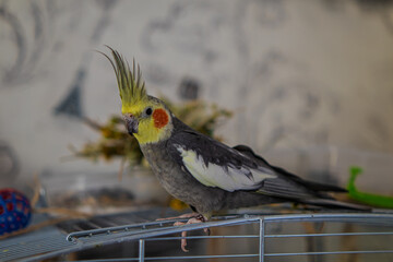 Cockatiel parrots.Funny parrots.Cockatiel pets.Bird with a crest.Cute animal.Funny...