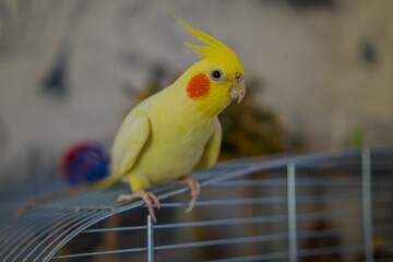 Cockatiel parrots.Funny parrots.Cockatiel pets.Bird with a crest.Cute animal.Funny bird.Cockatiel.Parrots are playing.
Caring for pets.Birds.Animals.Cute cockatiel.Home pet parrot.The best birds.
