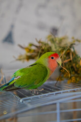 Cute lovebird parrot.pet african parrot.caring for animals.cute video.Funny parrots.Home pet parrot.The best birds.Beautiful photo of a bird.Ornithology.caring for the animal.bird pet.funny photo.
