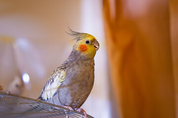 Cockatiel parrots.Funny parrots.Cockatiel pets.Bird with a crest.Cute animal.Funny bird.Cockatiel.Parrots are playing.
Caring for pets.Birds.Animals.Cute cockatiel.Home pet parrot.The best birds.
