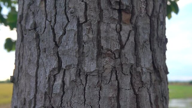 Close-up texture of tree bark in the forest