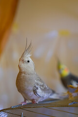 Cockatiel parrots.Funny parrots.Cockatiel pets.Bird with a crest.Cute animal.Funny...