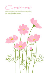 Obraz premium Hand drawn illustration of 'Cosmos', a pink autumn season flower.